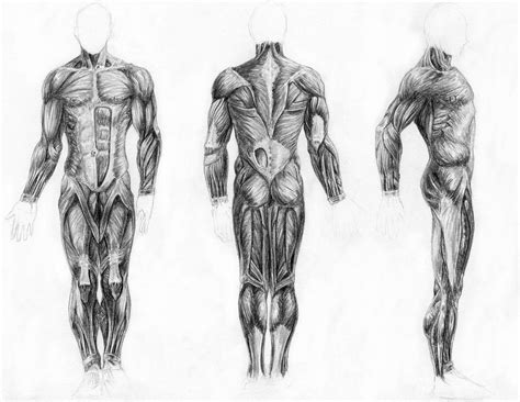 Muscles of the Body by arvalis on DeviantArt