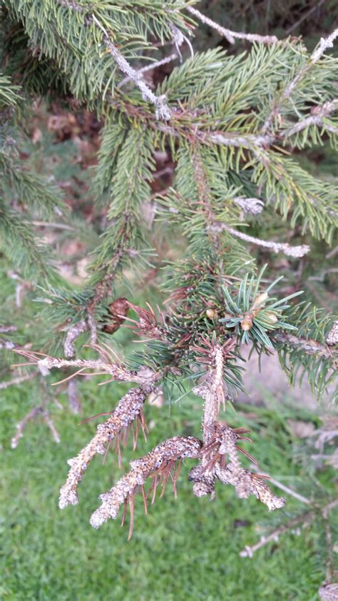 What are these abnormal growths on my spruce tree? — Shadywood Tree