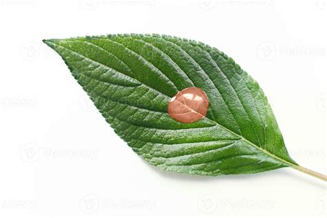 Green Leaf With Drop Isolated In Peach Color Of The Year