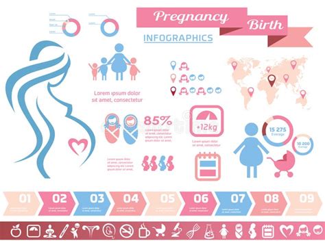 Trimester Infographics Stock Illustrations 128 Trimester Infographics