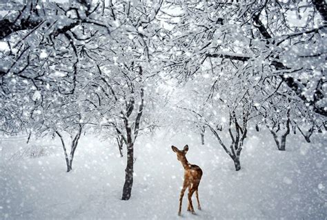 Winter Deer Wallpapers Top Free Winter Deer Backgrounds Wallpaperaccess