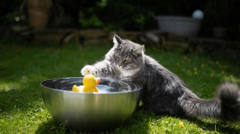 The Mysterious Behavior of Cats Playing with Water • Kritter Kommunity