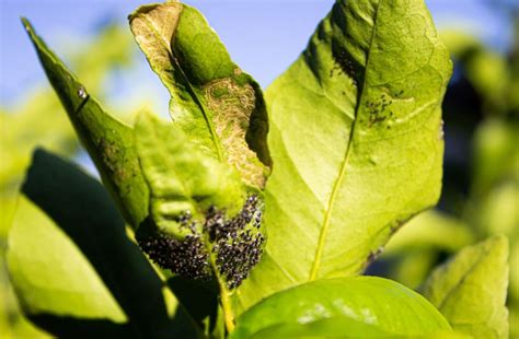 Citronnier Que Faire S Il Perd Ses Feuilles Les Bons Gestes