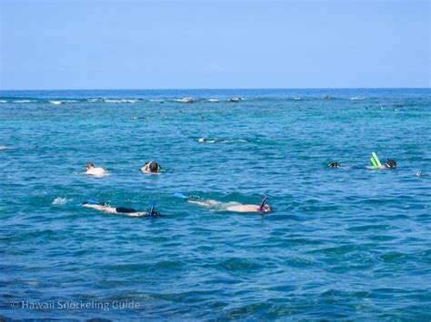 Kahaluu Beach Park Snorkeling Secrets! Guide to Big Island Snorkeling!