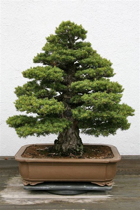 5 Incredibly Beautiful Pine Bonsai Trees [With Photos]