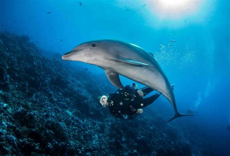 Nager Avec Des Animaux Marins Tortues Baleines Requins Tahiti Tourisme