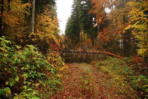 Fallen tree autumn stock photo. Image of fall, hiking - 3380572