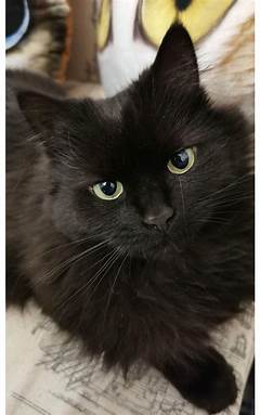 Brittany Adelines New Pet Is It Cuter Than Yours