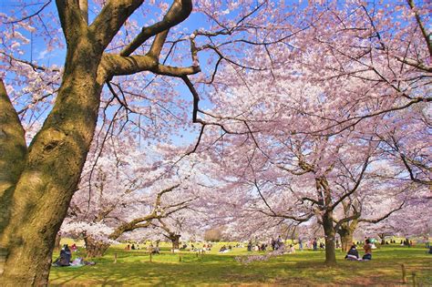 東京桜名所開花と見ごろはいつ？2024年人気の桜まつりのスケジュール一覧※4月1日更新 たびハピ