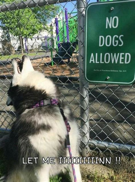 Poor Dog Let Me In Know Your Meme