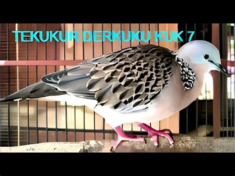 Suara Pancingan Burung Derkuku Tekukur Kuk Youtube