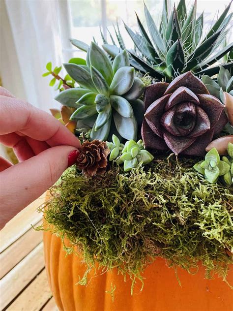 How To Make A Living Succulent Pumpkin Planter