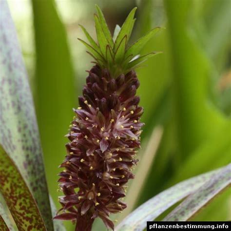 Eucomis autumnalis