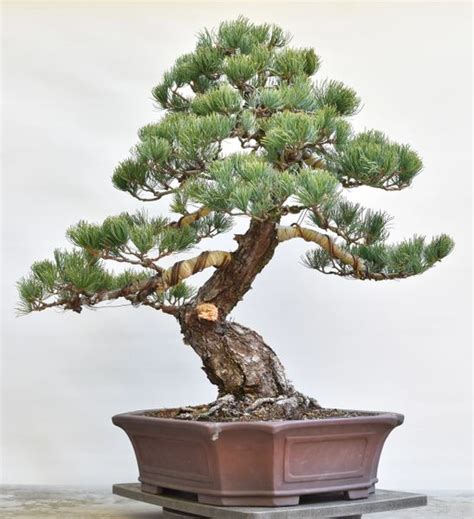 Imported Japanese White Pine Bonsai Bonsai Learning Center Store