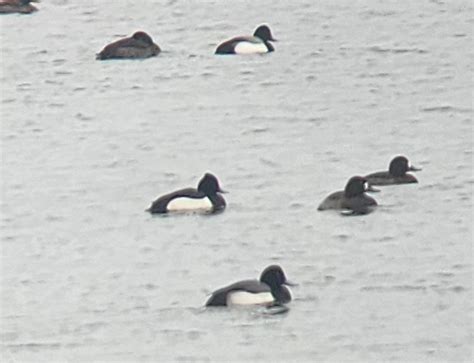 Vermont Ebird Checklist Jan Colchester Railroad Causeway