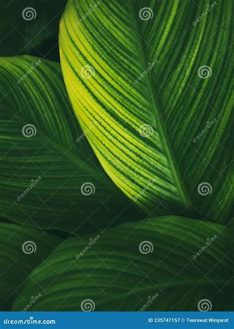 Green Leaf Plant Texture Nature Abstract Background Stock Image Image