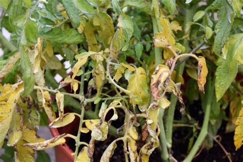 Gelbe Blätter an Tomaten Was sollten Sie tun und wie können Sie es