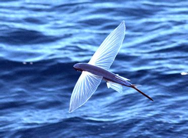 Peixe Voador Vida Em Destaque Fci Ncias