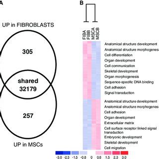 Microarray Analysis Of Pooled Bone Marrowderived Stromal Cells Bmsc