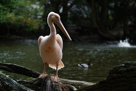 Premium Photo Portrait Of Great White Pelican