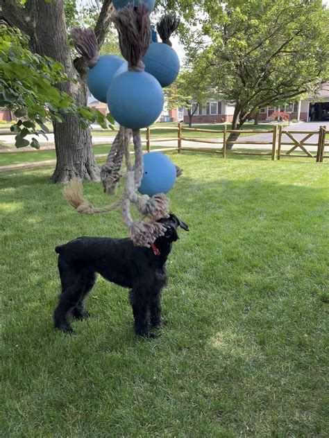 Julia Showing Off Her Favorite Toy R Schnauzers