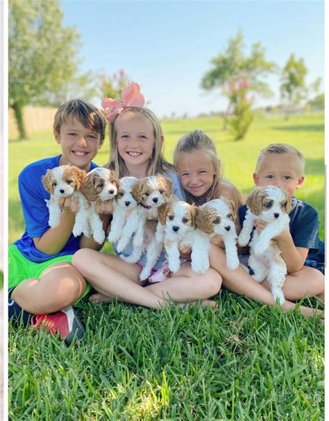 Blue Eyed Angels Sphynx, Elf’s, Bambino’s and Dwelf’s in Oklahoma added