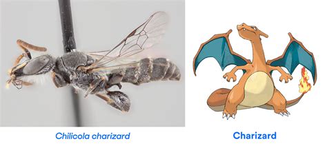 Newsela | Three Australian beetles named for legendary bird Pokémon