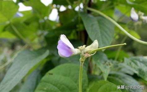 速看！豆角開花結莢有什麼特點及規律 每日頭條