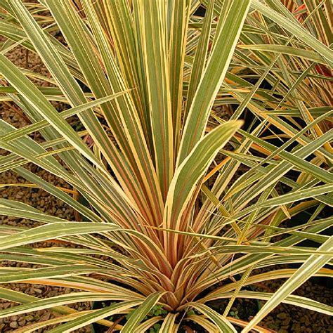 Cordyline Australis Pink Champagne Faux Dracaena Dracaena