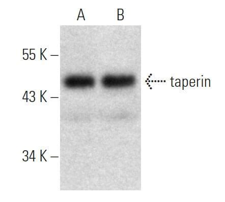 Taperin Antibody H 4 SCBT Santa Cruz Biotechnology