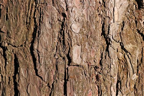 Free Images Tree Branch Wood Texture Leaf Flower Trunk Bark