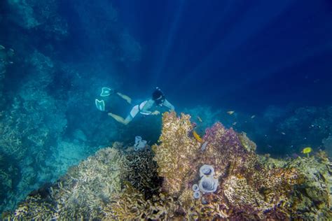 9 Lokasi Terumbu Karang Terbaik Di Indonesia Untuk Diving BukaReview