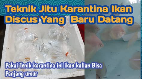 Cara Karantina Ikan Discus Baru Datang Agar Tetap Sehat YouTube