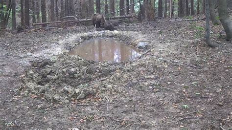 Медведица с медвежатами. Национальный Парк Великая Фатра (Slovakia ...