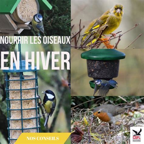 Nourrir Les Oiseaux En Hiver Nos Conseils Centre De Sauvegarde De