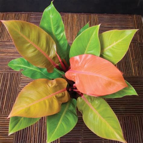 Philodendron ‘Prince of Orange’ ~ Philodendron Plants for Sale | 6 inch pot