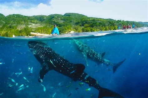 2023 Oslob Whaleshark With Sumilon Island Reserve Now