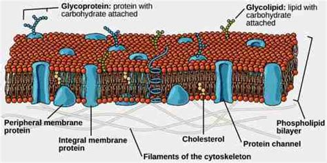 Lipid Bilayer - Zoefact