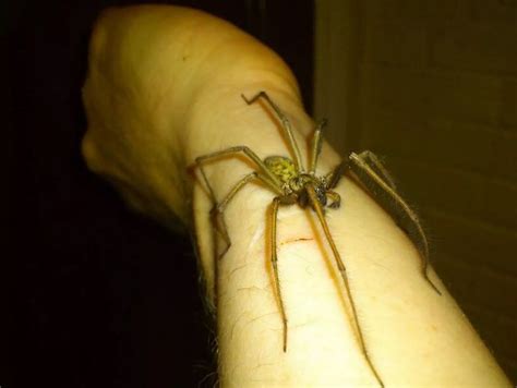 Your photos of giant spiders spotted in North East homes and gardens - Chronicle Live