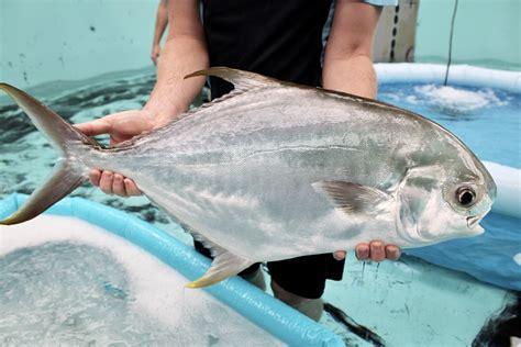 Csiro Unveils New White Fish For Aussie Aquaculture Mirage News