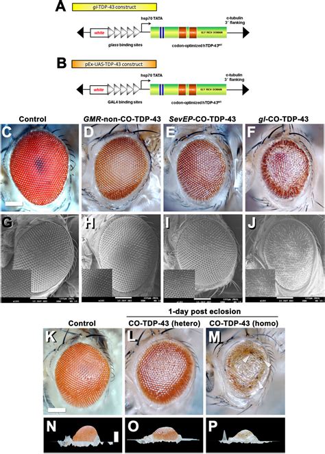 Frontiers Codon Optimized Tdp 43 Mediates Neurodegeneration In A Drosophila Model Of Alsftld