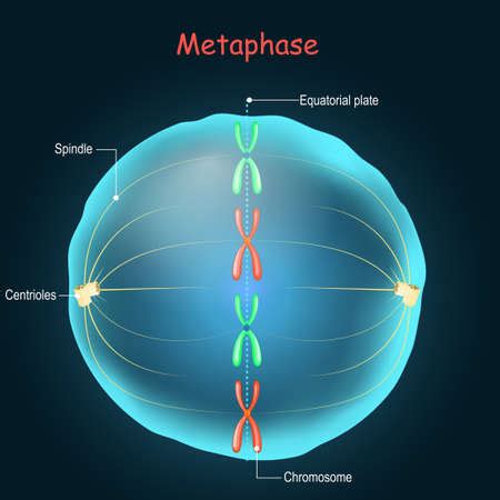 Ilustración del Metaphase cell division in ID 168475082 Imagen