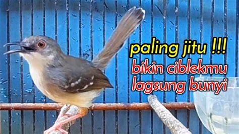 Paling Jitu Bikin Ciblekmu Langsung Emosi Bunyi Dengar Suara Ciblek