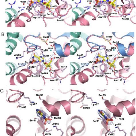 Impch Active Sites With Impch Inhibitors Bound A Stereoview Of