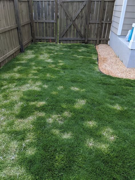 Emerald zoysia herbicide damage | Lawn Care Forum