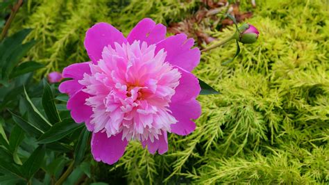 Peony Flower Plants Free Photo On Pixabay Pixabay