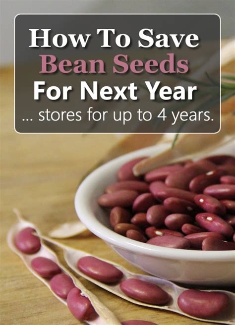 How To Save Bean Seeds From Your Garden