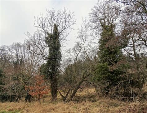 Ivy Covered Trees Near The River Derwent Robert Graham Cc By Sa 2 0