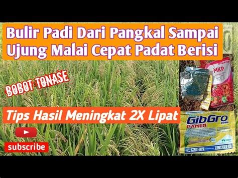 Tips Aplikasi ZPT GIBGRO Pada Tanaman Padi YouTube