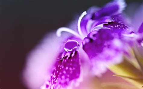 Wallpaper Purple Petals Pollen Blossom Pink Dew Lilac Flower